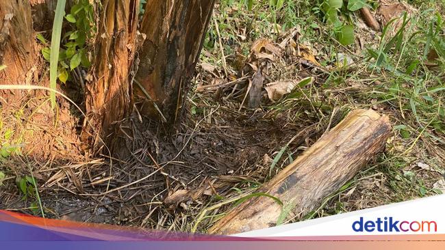 Police Investigate Naked Male Corpse without Sex and Neck Organs in Depok, Indonesia