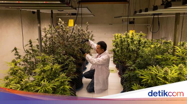 Marijuana Garden Fire in Thailand: Residents Gathered