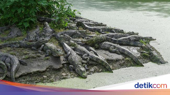 Male Tourist Attacked by Crocodile While Snorkeling in ‘Crocodile Country’ in Far North Queensland, Australia