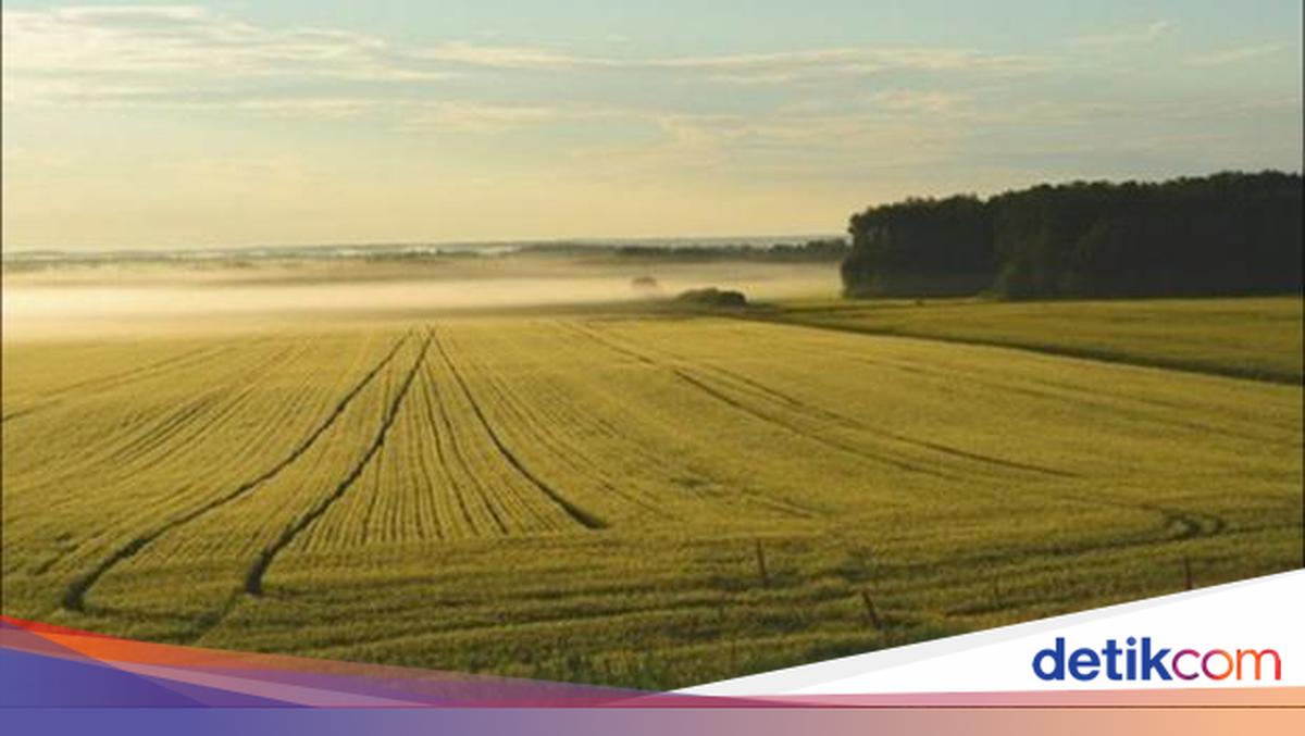 Contoh Keanekaragaman Tingkat Gen dan Pentingnya dalam Biologi 2 Contoh keanekaragaman gen pada manusia