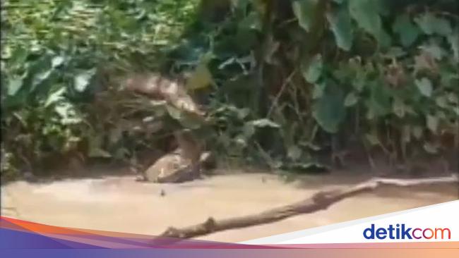 Mother and Child Bitten by Crocodile While Washing Clothes in North Sumatra