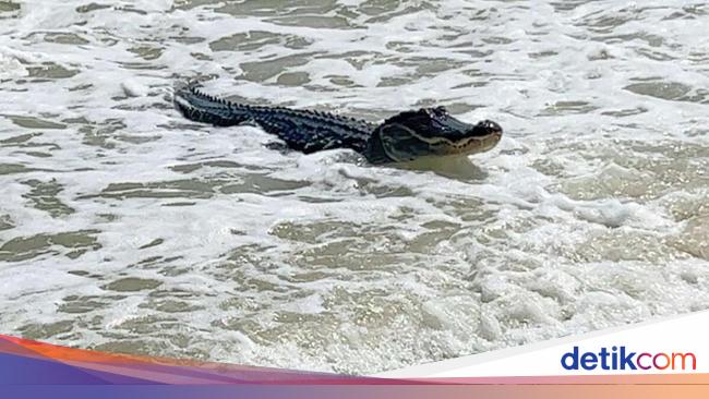 “Alligator Sunbathing on Alabama Beach: Tourist Captures Viral Video and Photos”