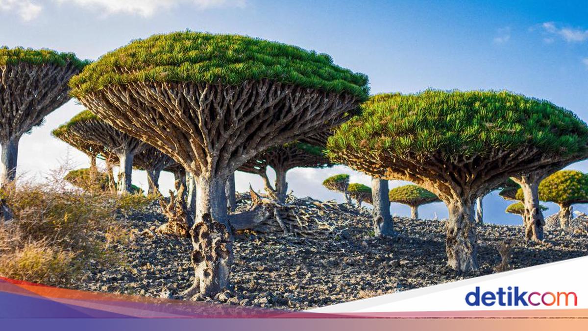 3 WNI Terjebak di 'Tempat Sembunyi Dajjal' Saat Saudi Serang Separatis Yaman