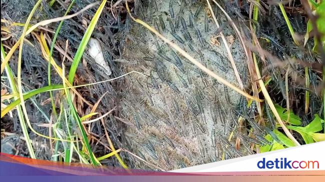 Dugaan Sungai Tercemar Bikin Gerombolan Udang Serbu Permukiman Warga