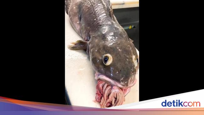 Bizarre et effrayant !  Ce poisson a le contenu de son estomac qui sort de sa bouche