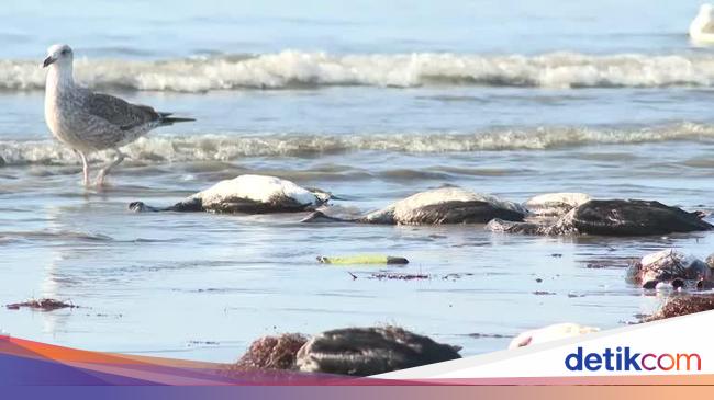 Misteri Burung yang Mati Massal di Pesisir Pantai Changa