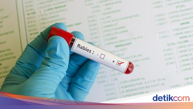 Rabies Vaccine Stock Running Out in Sikka Regency, East Nusa Tenggara (NTT)