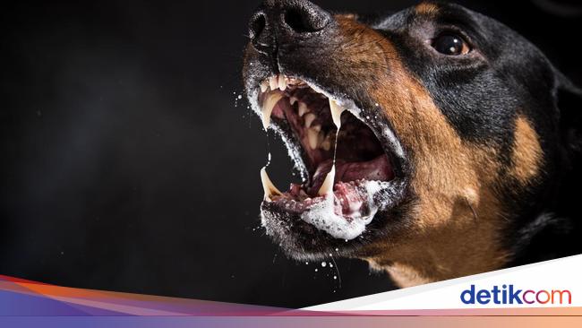 Rabies: Gejala, Penyebab dan Cara Pengobatan