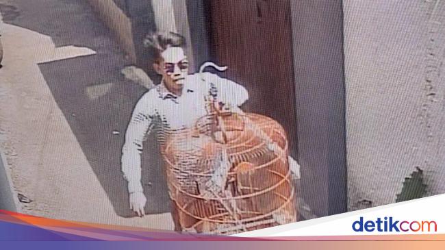 Pria dan Anak di Sragen Terancam 7 Tahun Penjara Usai Curi Burung Murai Batu Rp15 Juta