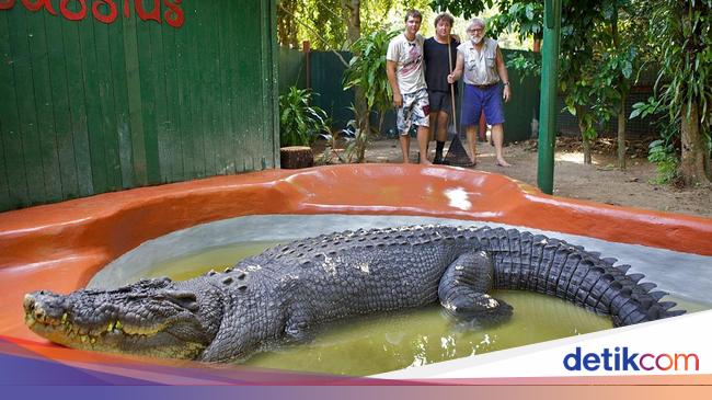 the-story-of-cassius-the-world-s-largest-crocodile-who-is-120-years