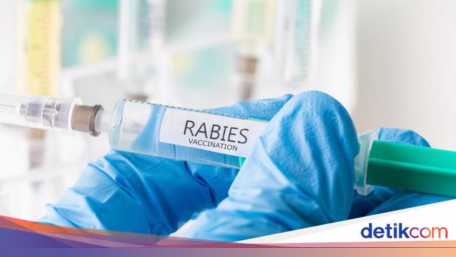 Berapa Lama Gejala Rabies Muncul Setelah Digigit Anjing?