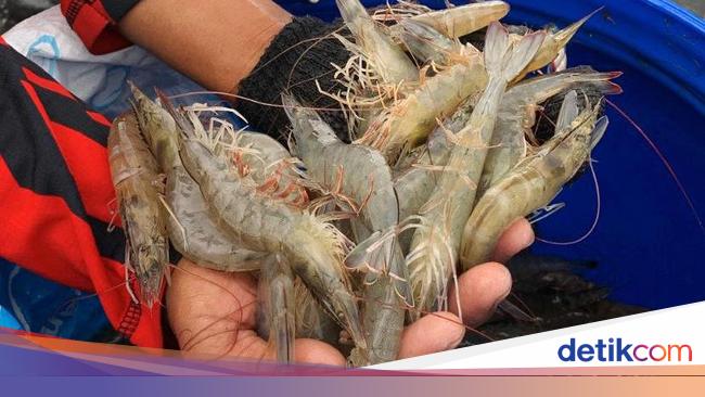 Begini Jurus KKP Genjot Ekspor Udang