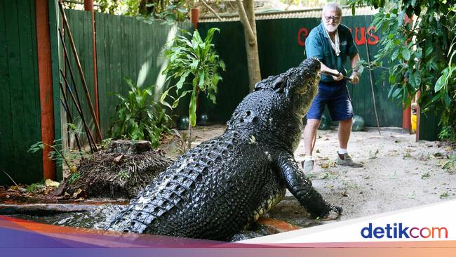 The World’s Largest Crocodile: Guinness World Records Unveils Cassius, a 120-Year-Old Crocodile in Australia