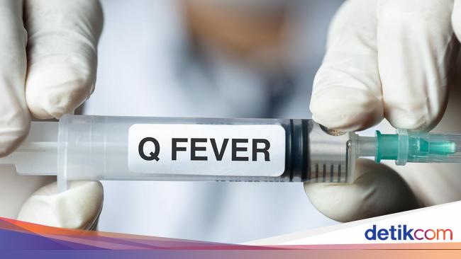 Q Fever: Gejala, Penyebab, hingga Pengobatan