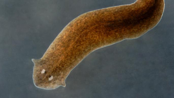 Planaria Berkembang Biak dengan Cara: Proses Reproduksi yang Unik