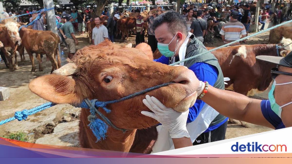 Api Sapi Jangan Dibuang! Begini Tips Membersihkan Kepala Sapi Sebelum Diolah