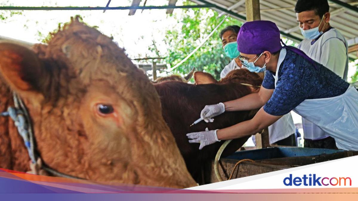 DKKP Surabaya Gelontor 600 Vaksin LSD dan 4.500 PMK ke Hewan Ternak