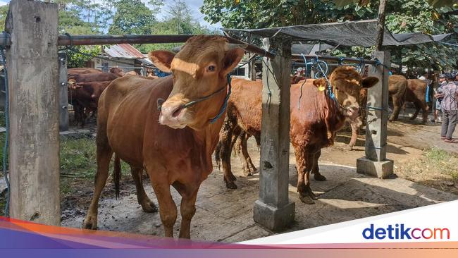 Api Sapi Kurban Sapi untuk Berapa Orang? Berikut Ketentuannya