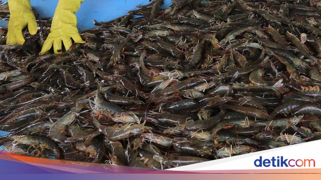 Udang RI Dijegal AS, Pemerintah Langsung Lobi-lobi ke Washington