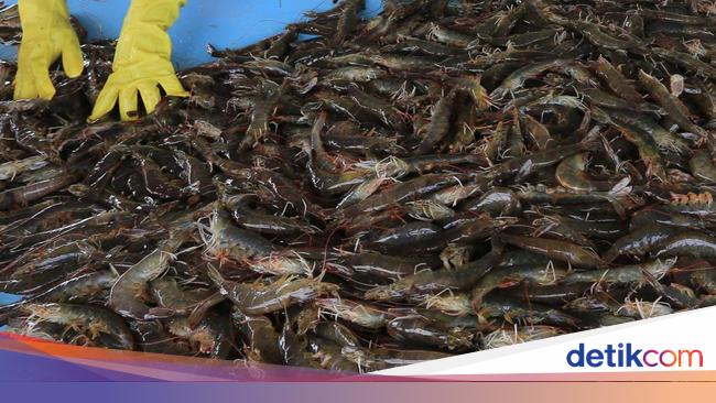 Terungkap! AS Pilih-pilih Eksportir Udang RI yang Kena Bea Masuk Antidumping