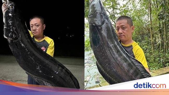 Ikan Gabus Raksasa Berhasil Ditangkap Beratnya Mencapai 20 Kg