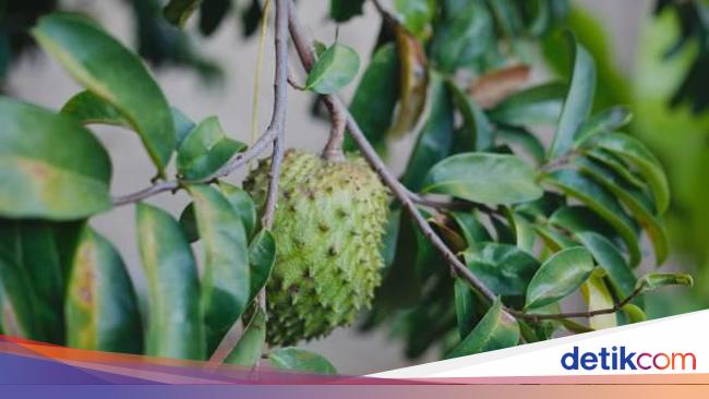 The Dangers of Consuming Soursop Leaf Decoction: Side Effects and Tips for Overcoming Them