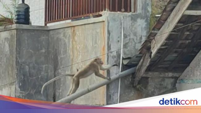 Monyet Besar Mondar Mandir Di Perkotaan Ciamis Warga Resah