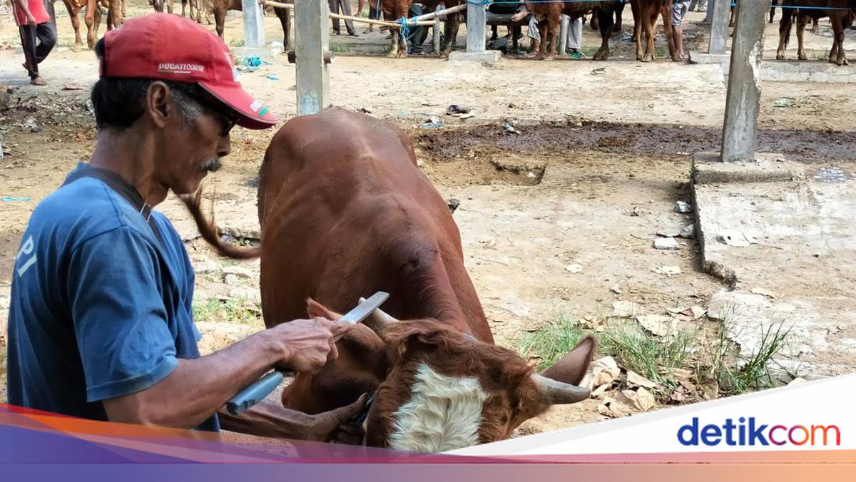 Sapi Ramai Jelang Idul Adha, Jasa Salon Sapi Kian Diminati di Pasar Hewan Blitar