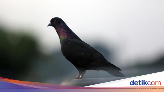 Pigeon Mail vs Fiber Optic Connections: Can Pigeons Beat Internet Speeds?
