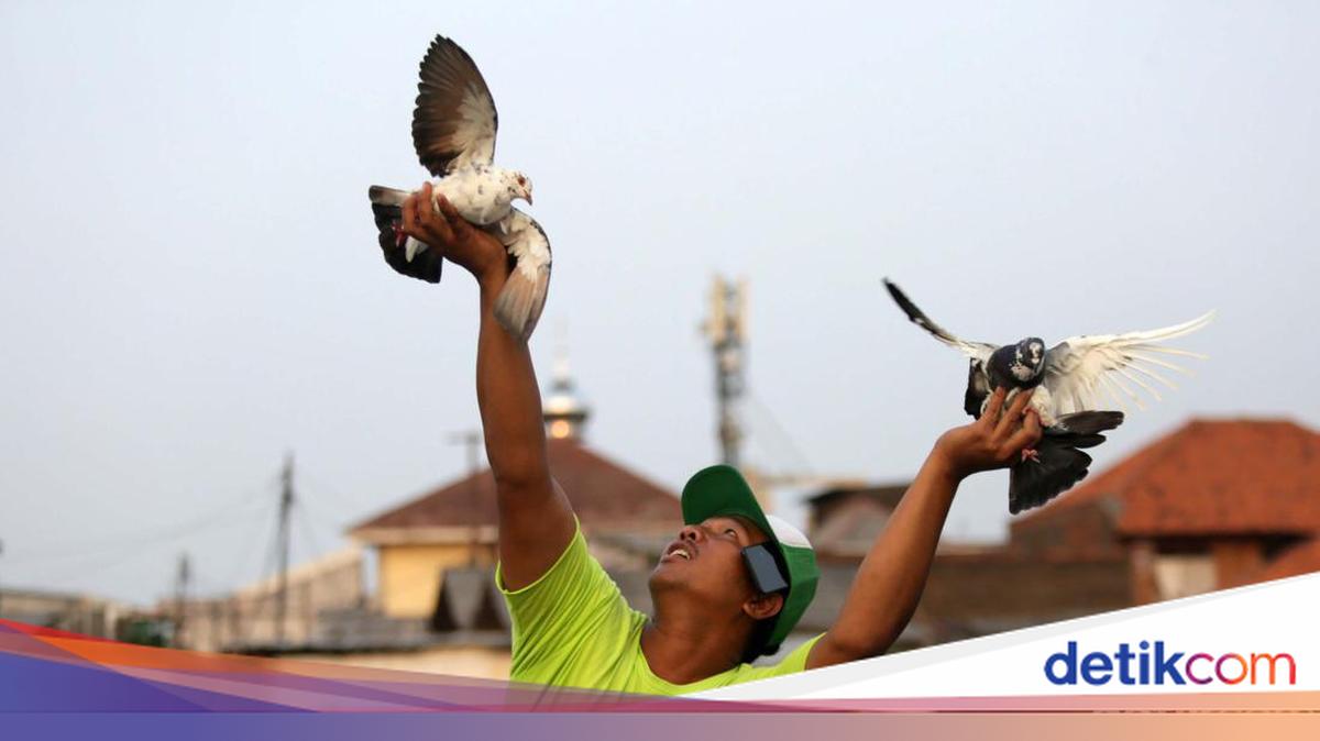 Jadi Pembawa Kabar sejak Ribuan Tahun Lalu, Bagaimana Merpati Tahu ...