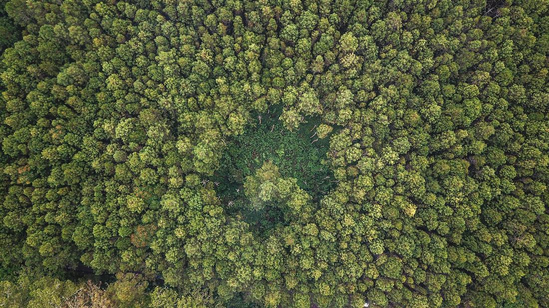 Hutan Lindung: Pengertian, Contoh, Dan Perbedaan Dengan Hutan Konservasi