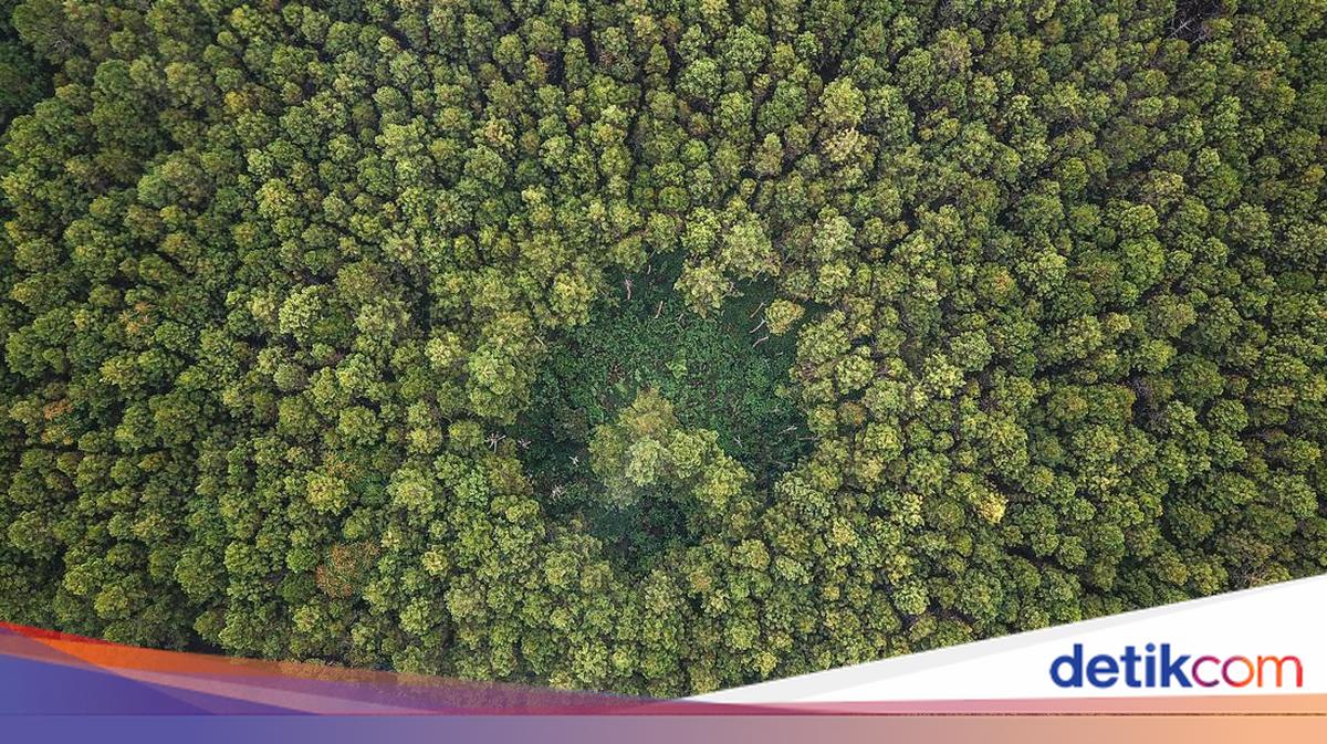 Apa yang Dimaksud dengan Hutan Adat? Ini Penjelasannya