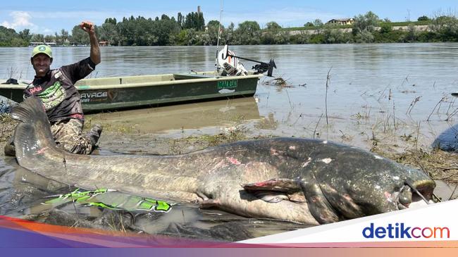 The largest fish in the world, almost the size of a cow