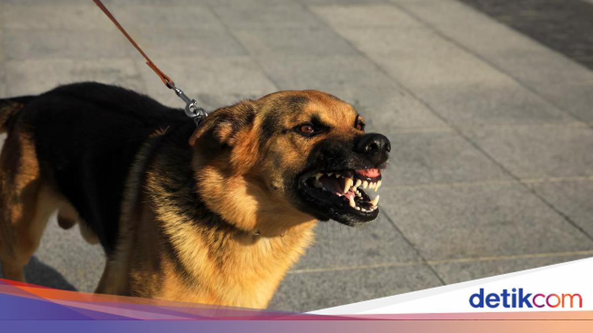 Dinkes Catat 49 Ribu Kasus Gigitan Hewan Rabies di Bali, 12 Orang Tewas