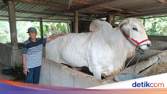 Deal! Sapi 'Cacat' Milik Kasno Akhirnya Jadi Dibeli Jokowi