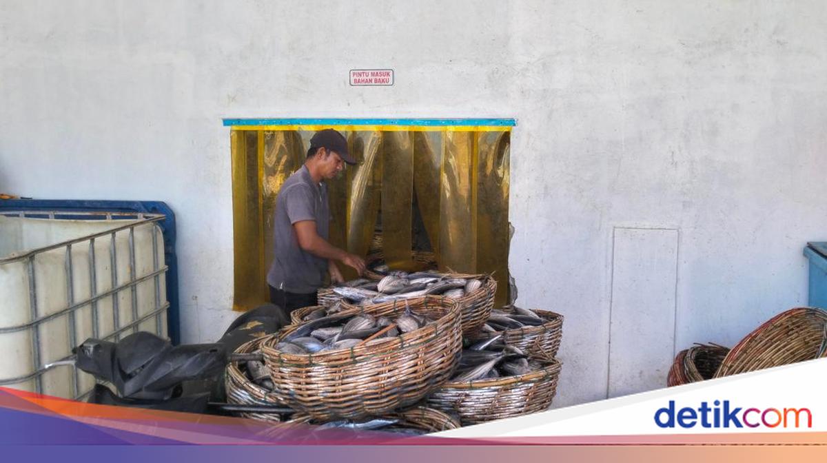 Wow, Ikan Tuna Aceh Diekspor ke Amerika hingga Eropa - detikcom
