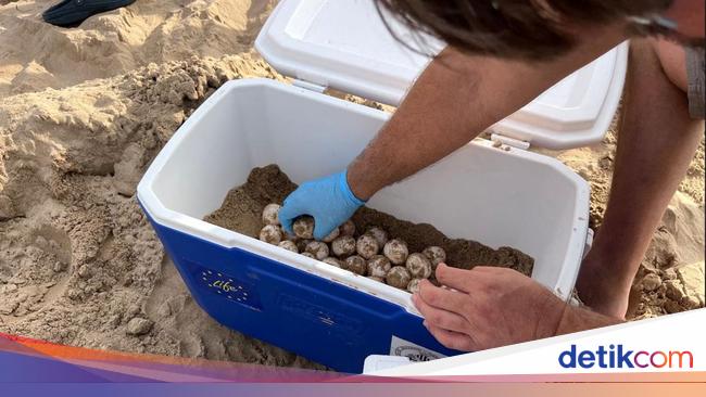 Begini Modus Penyelundupan Telur Penyu dari Kalimantan ke Malaysia