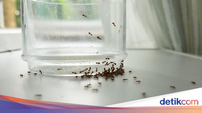 Catat! 5 Cara Gampang Cegah Semut Berkerumun di Dapur