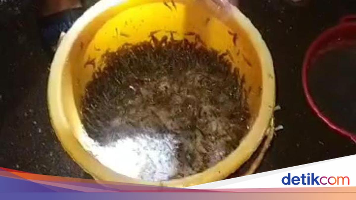 Gerombolan Ikan Nike dari Lautan Serbu Sungai di Gorontalo, Warga Geger