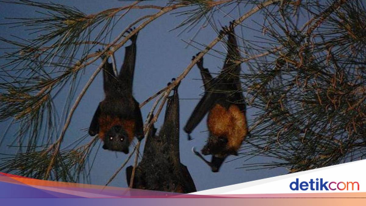 Kelelawar, Mamalia Terbang yang Memiliki Ciri & Kemampuan Unik