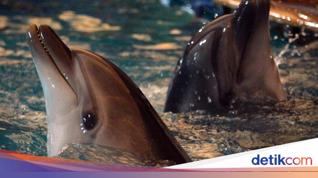 Waduh! Ilmuwan Temukan Mikroplastik di Napas Lumba-lumba