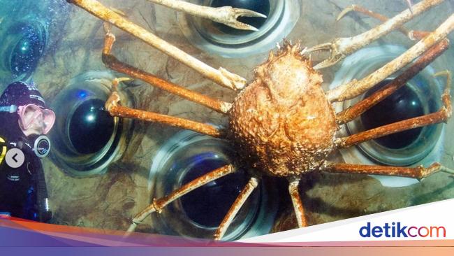 Big Daddy: The World’s Largest Captive Crab Dies, Leaving Internet in Awe