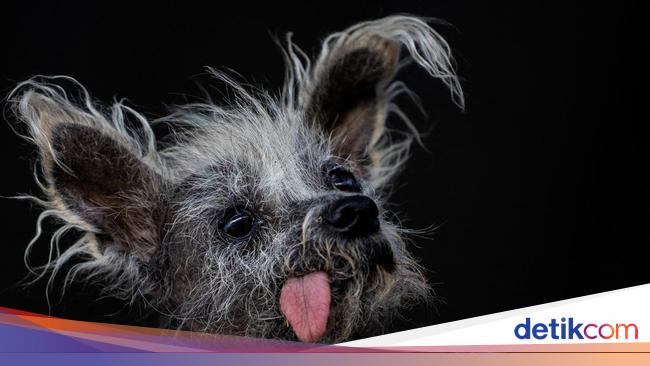 Ini Potret Anjing Terjelek di Dunia, Kamu Setuju?