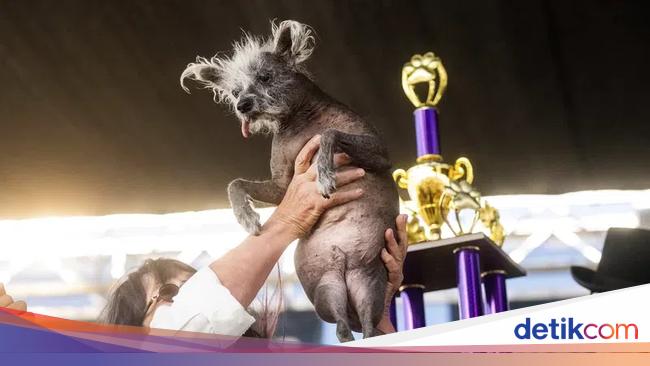 The World’s Ugliest Dog Contest: Meet Scooter, the Grand Prize Winner