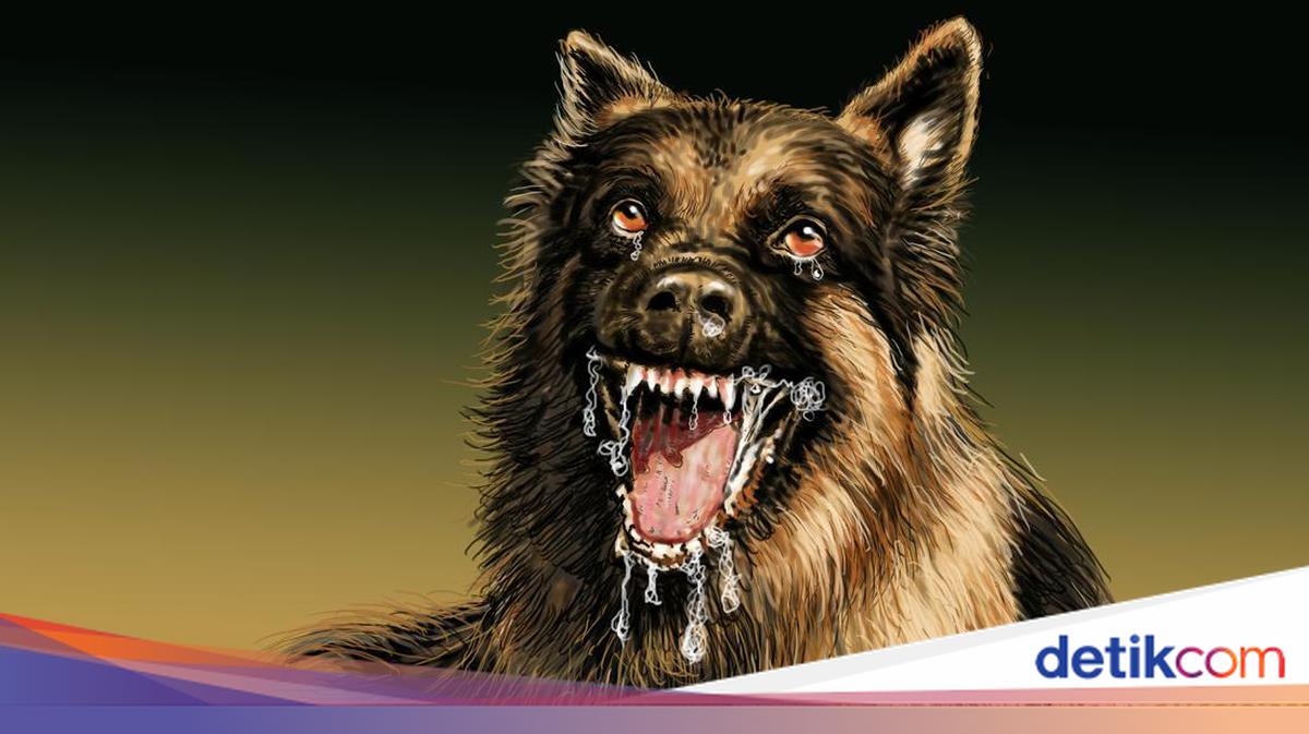 500 Warga Dompu Digigit Anjing Rabies Sepanjang 2025, 1 Orang Tewas