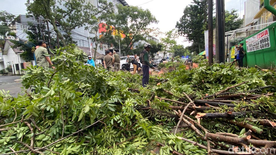 Pohon 'Raksasa' Di Bandung Tumbang Diterjang Hujan Disertai Angin Kencang