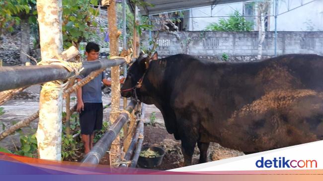 Rows of Jokowi's sacrificial cows from year to year, lately there are “aliens”