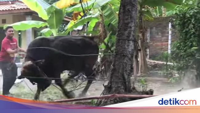 Sacrificial Cow Goes on Rampage, Destroying Bathrooms in Klaten