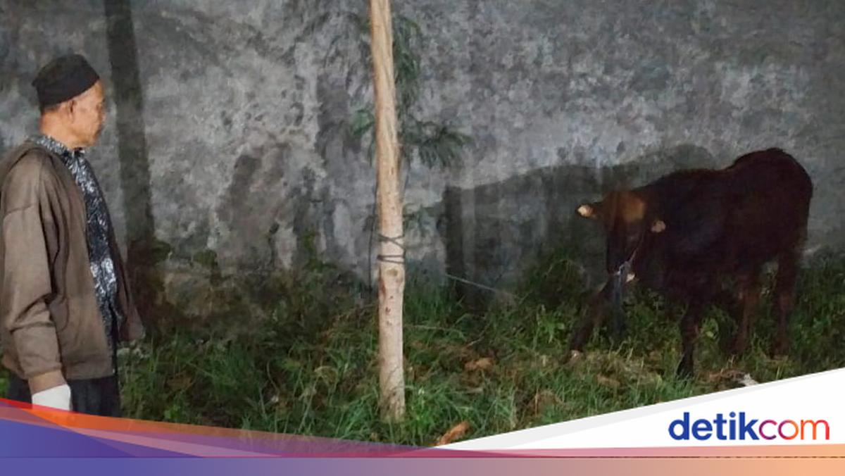 Duh! Sapi Kurban Lepas dan Keluyuran Sampai di Swalayan Klaten