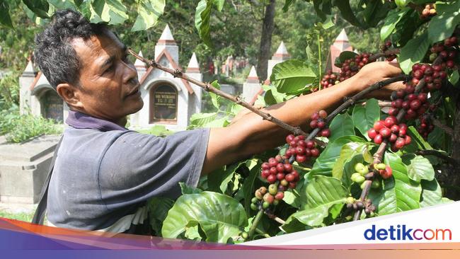 Top! Kopi-Cokelat RI Laris di Luar Negeri